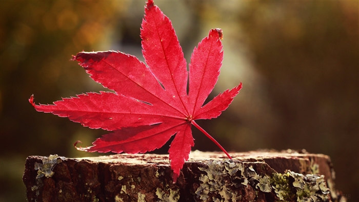 Red Maple Leaf on Tree Stump 4K