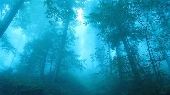 Foggy Forest 4K