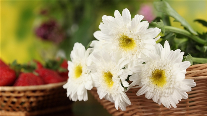 White chrysanthemums and strawberries in a basket, 4K