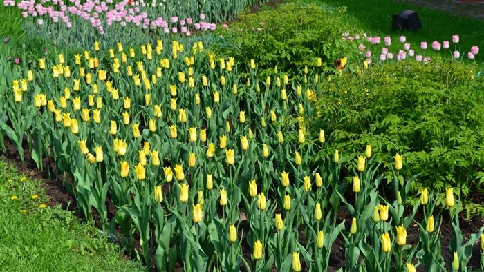 Yellow and pink tulips in a garden