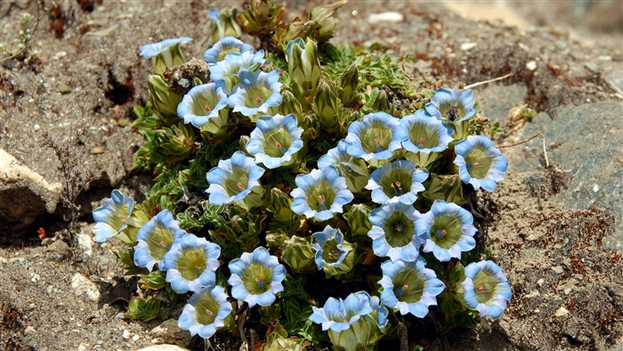 Close-up of blue flowers on stones 4K