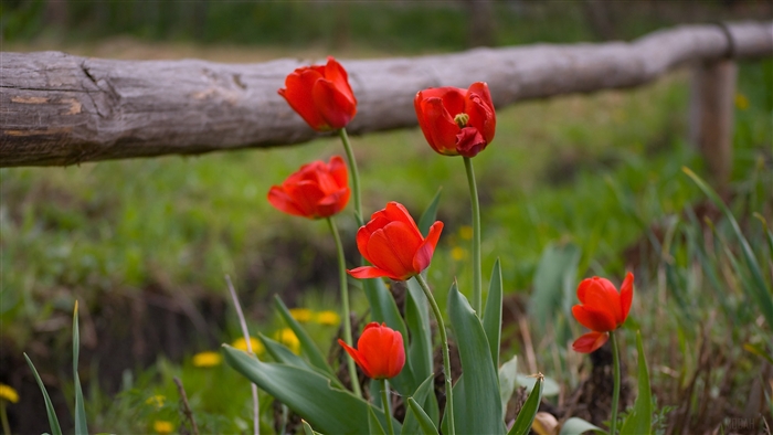 Red tulips in front of a wooden fence