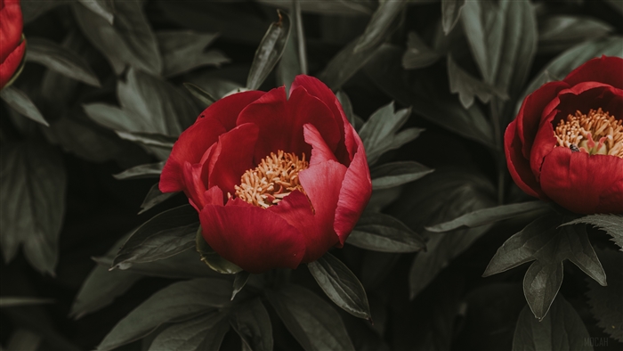 Red Peonies with Dark Green Leaves