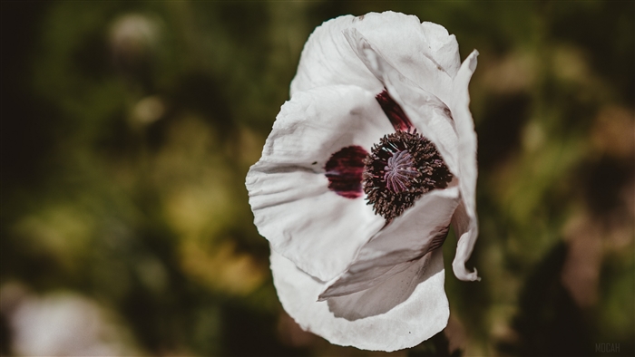 White poppy flower with dark center, blurred background 4K