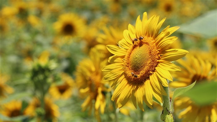 Sunflowers and bees in a field