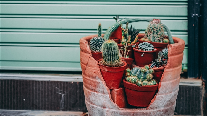 Broken pot with various cacti and succulents