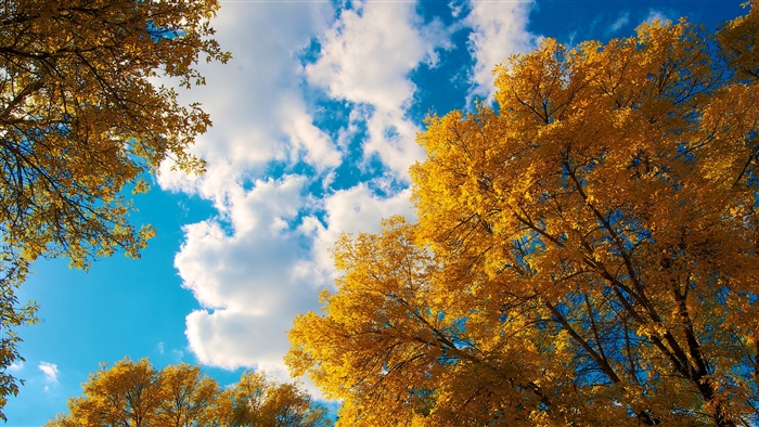 Autumn Trees and Clouds 4K