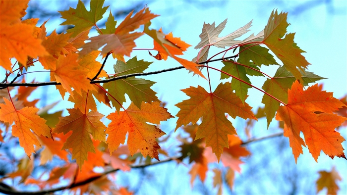 Maple Leaves on Branches 4K
