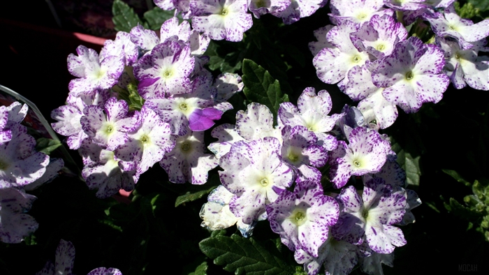 Close-up of speckled purple and white flowers