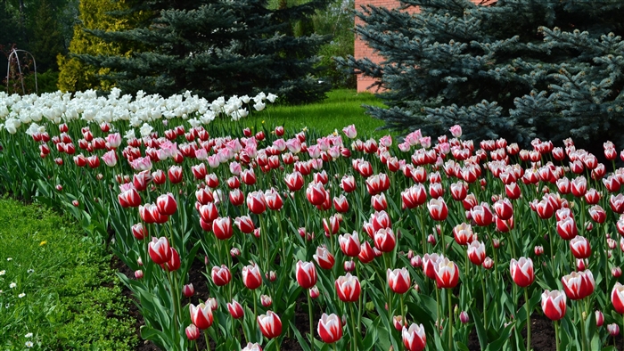 Flowerbed of red and white tulips with blue spruce trees
