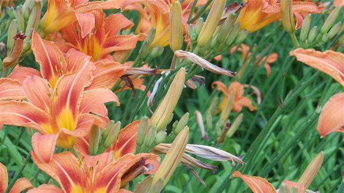 Orange lilies in a flowerbed