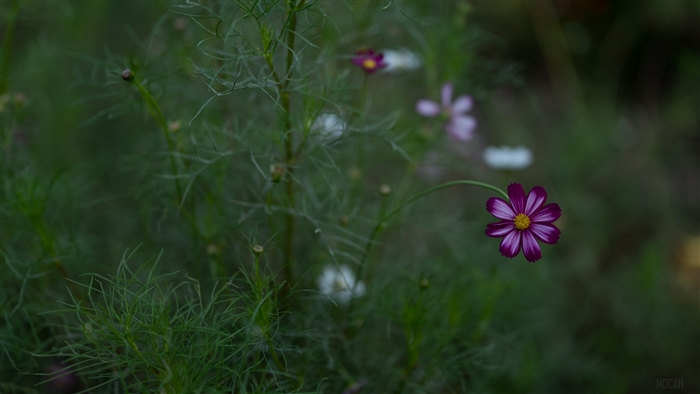 Purple cosmos flower in a field 4K