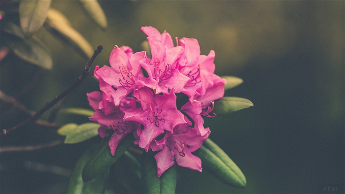 Pink Rhododendron Flower Cluster 4K