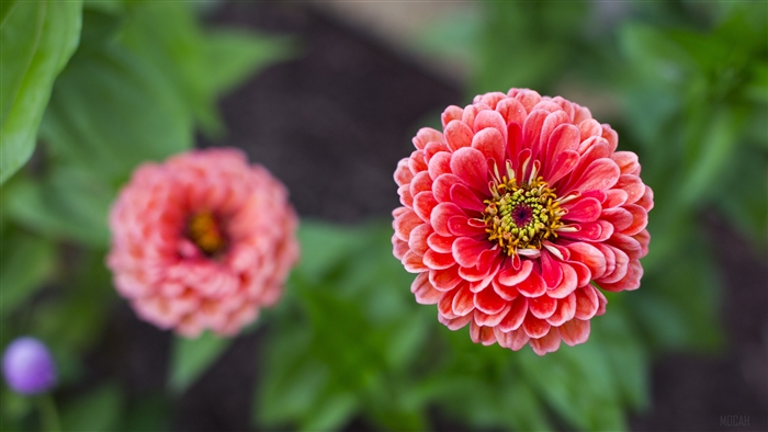Close-up Pink Dahlia Flower in Bloom