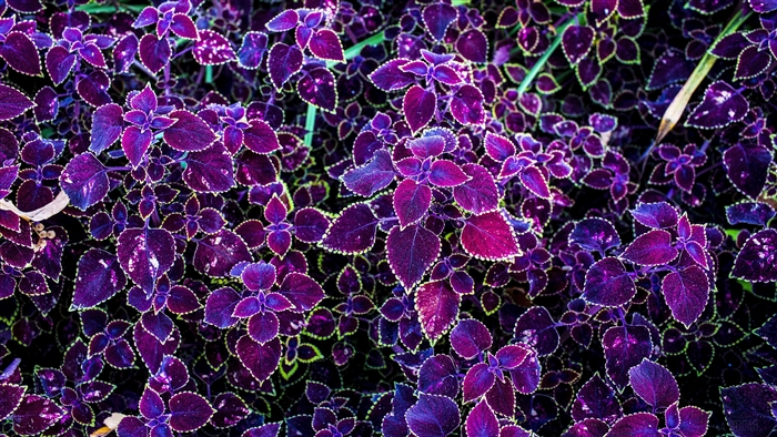 Purple and pink coleus leaves