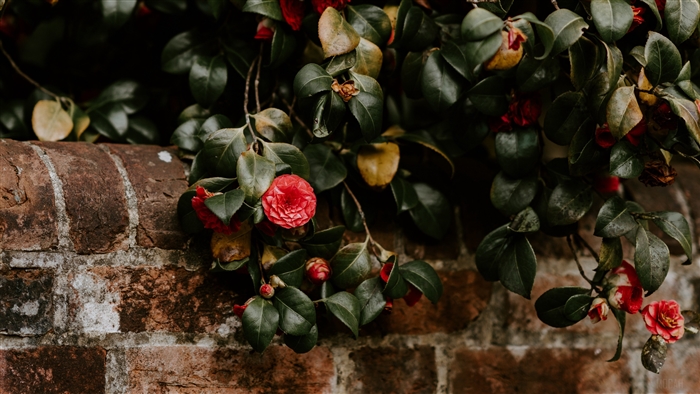 Red camellia flowers on a brick wall
