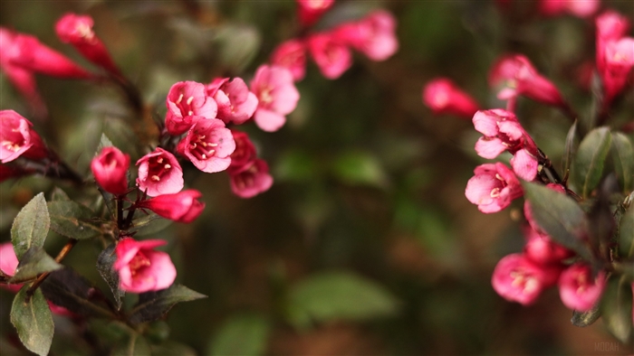 Pink flowers on a bush, 4K