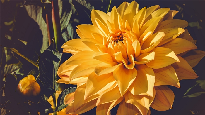 Yellow dahlia blossom and bud