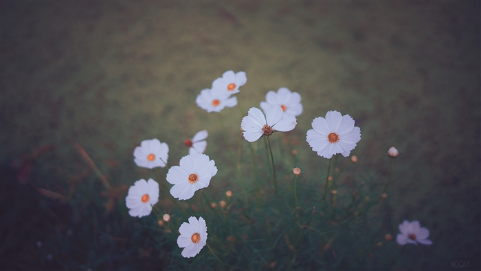 White cosmos flowers in soft focus 4K