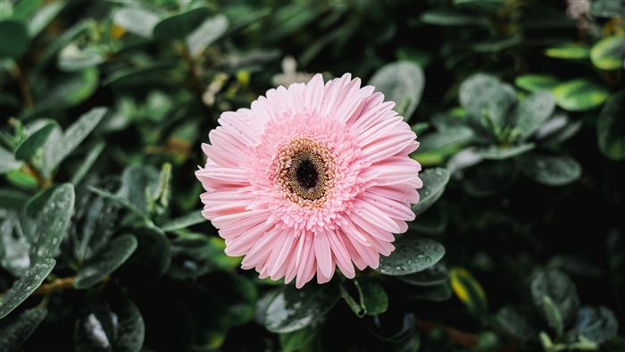 Pink Gerbera Flower with Dew Drops 4K