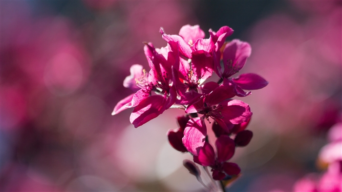 Close-up of pink cherry blossoms in bloom