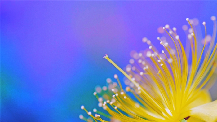 Close-up of yellow flower stamens with purple background