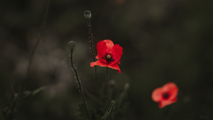 Red poppies in a field