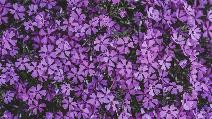 Purple Phlox Flowers in Bloom 4K