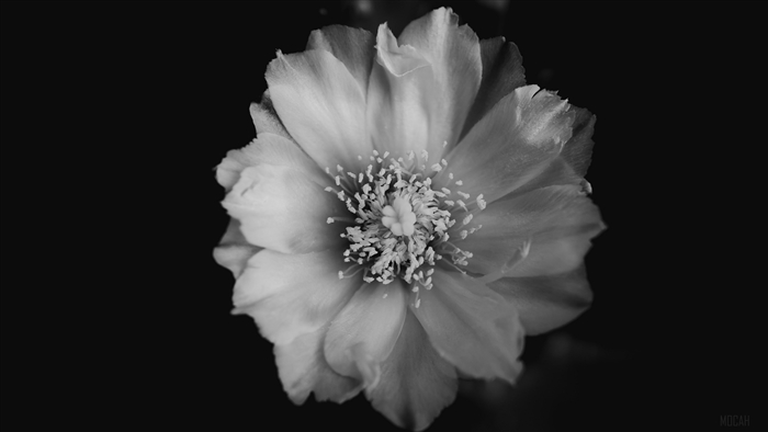 Black and white close-up of a blooming flower
