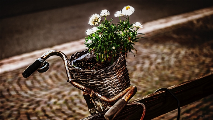 Rusted bicycle with flowers in basket 4K