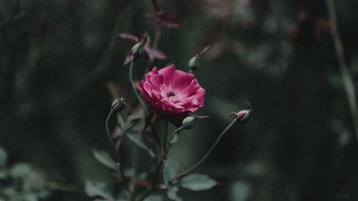 Pink rose with buds and stem 4K