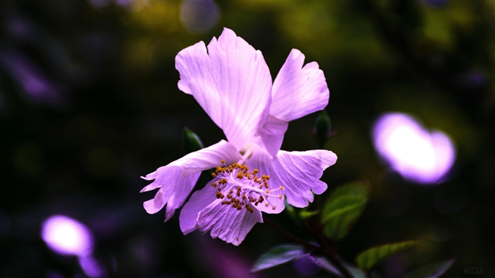 Violet hibiscus flower 4K