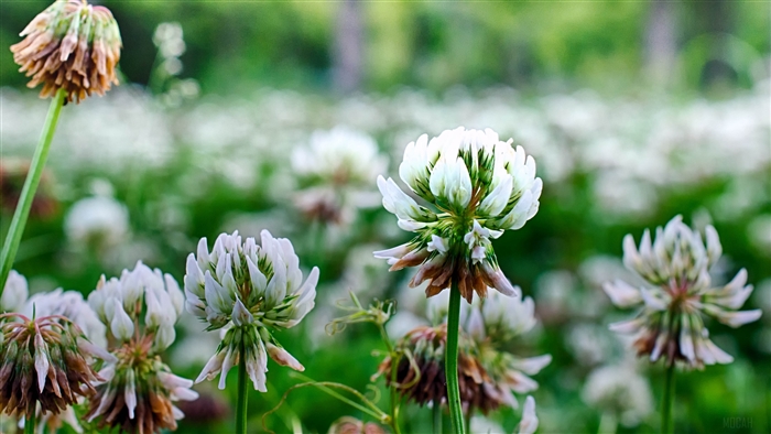 White clover flowers in a field 4K