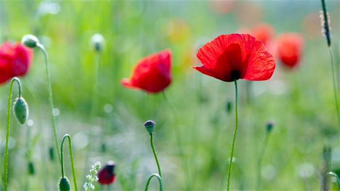 Field of red poppies in summer 4K