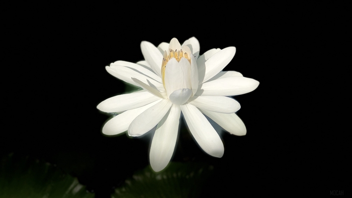 White lotus bloom on dark background 4K