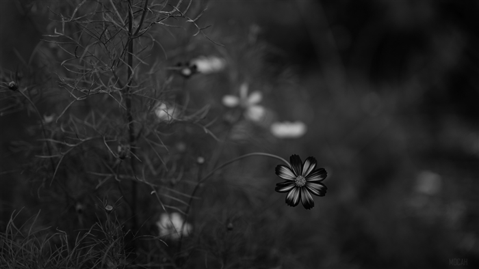 Black and white cosmos flower with blurred background