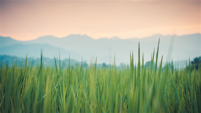 Green grass field with mountains at sunset 4K