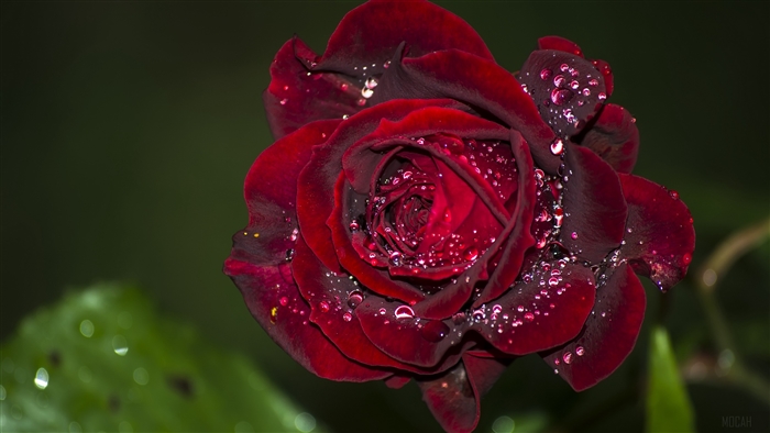 Red rose with water drops, macro 4K