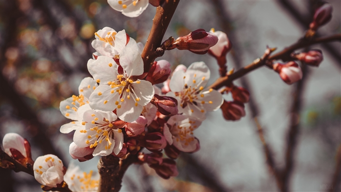 Close-up of blooming apricot flowers on a branch in 4K