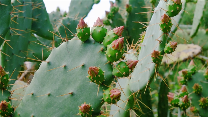 Prickly pear cactus with flower buds 4K