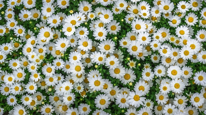 Field of Chamomile Flowers 4K