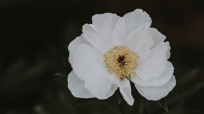 White Peony Flower Close-up 4K