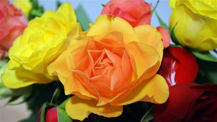 Roses in various colors