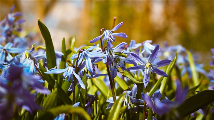 Blue Scilla flowers in macro 4K