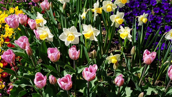 Pink tulips and yellow daffodils in a flowerbed