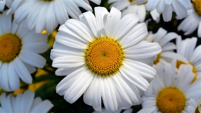 Close-up of white daisies with yellow centers in 4K