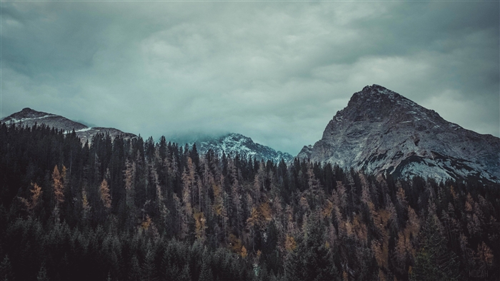Trees And Mountains
