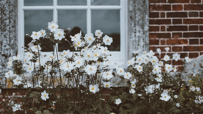 White flowers in front of a window and brick wall