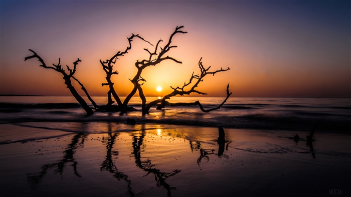 Driftwood Beach