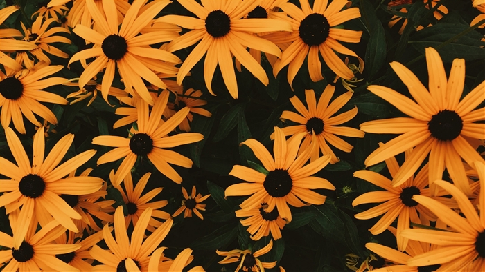 Many Orange Coneflowers in a Flowerbed 4K